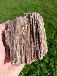 Zkamenělé dřevo 700 g Česká republika