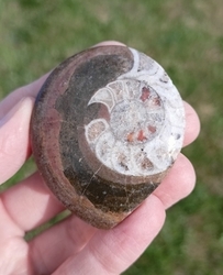 Zkamenělina Amonit v hornině 37,5 g