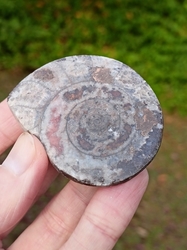 Zkamenělina Amonit v hornině 37 g