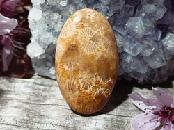 Korál fosilní kabošon 6,7 g 