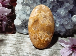 Korál fosilní kabošon 6,7 g 