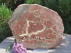 Septárie - Dračí kámen 2915 g - DRAČÍ RODOVÁ LINIE