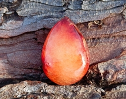 Karneol kapka 16,6 g