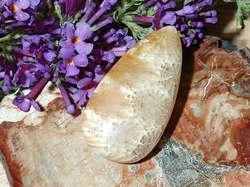 Korál fosilní kabošon 4,11 g
