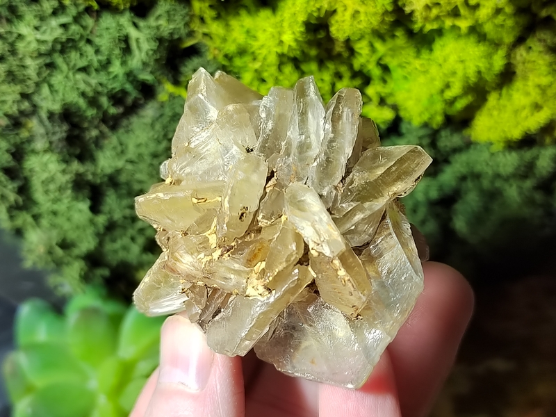 Sádrovec ježek  105 g - ČESKÝ SVĚTLONOŠ